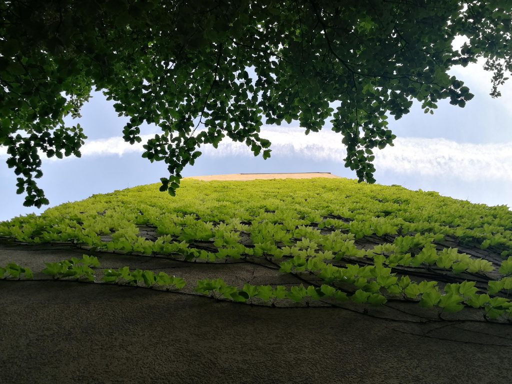 an ivy-covered exterior wall of a building